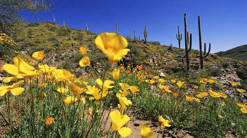 waddell az natural desert beauty in spring and all year around